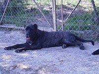 cucciolata cane corso rustico